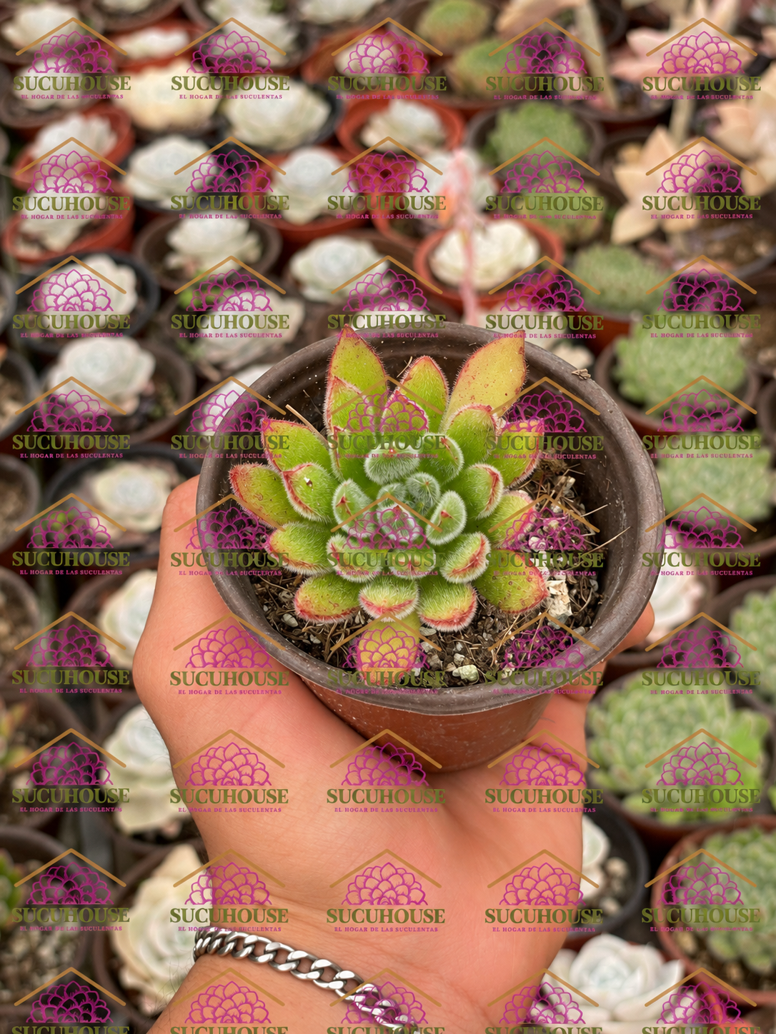 Echeveria Doris Taylor