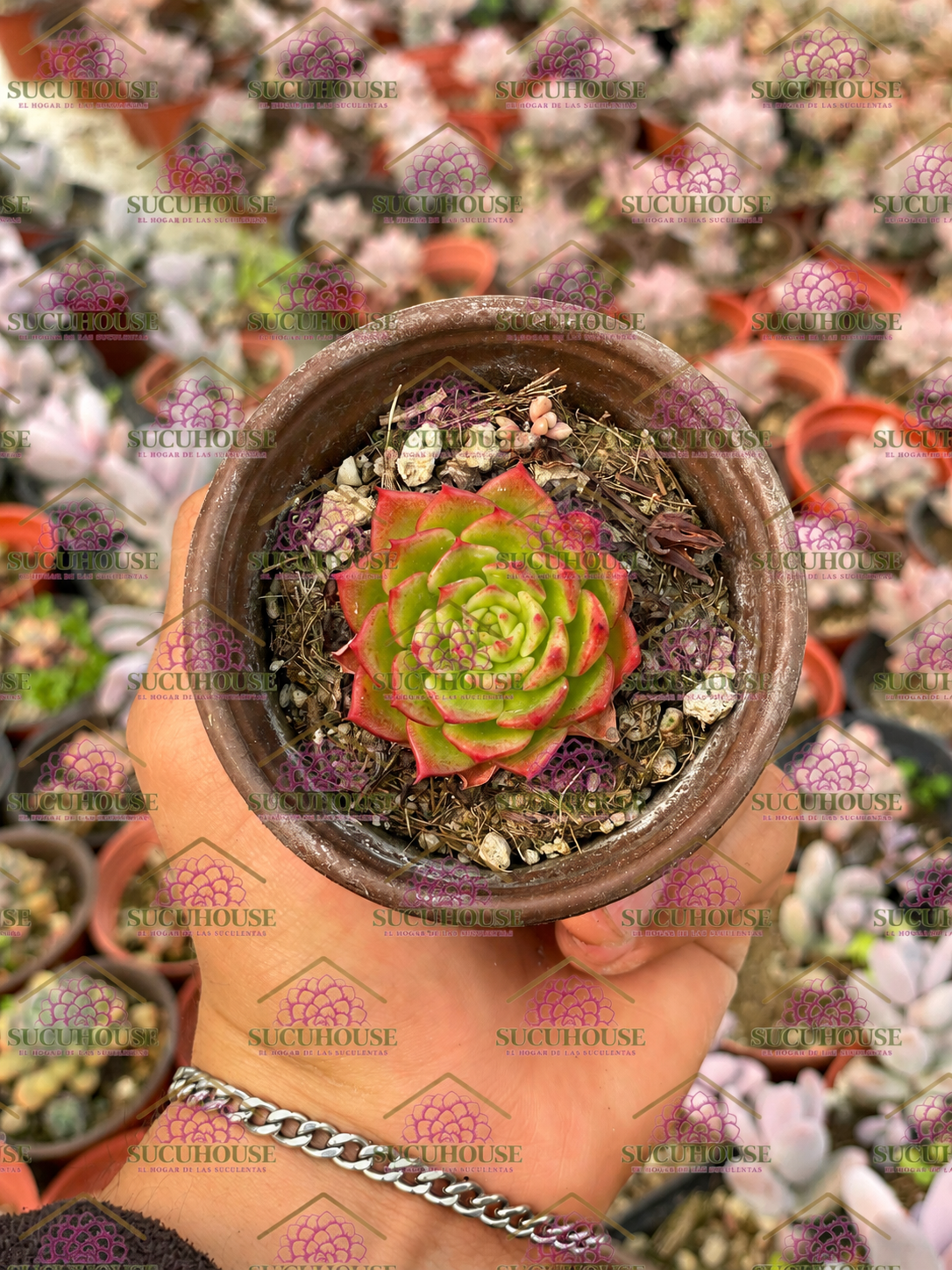 Sedeveria Letizia