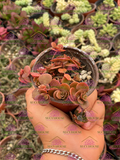 Sedum tetractinum Coral Reef