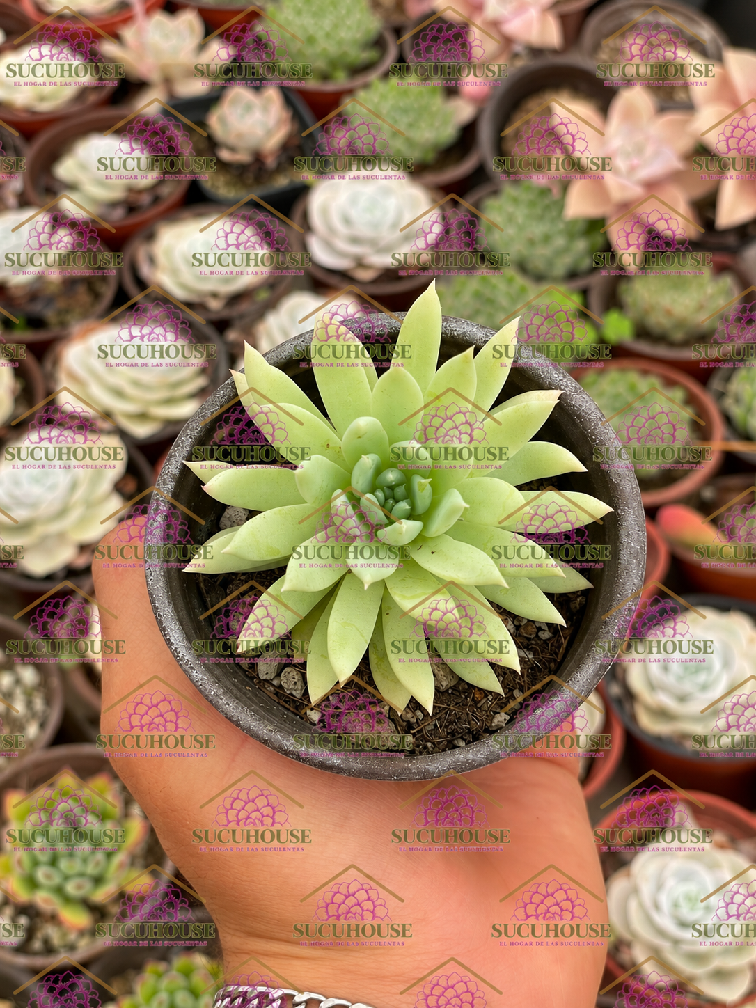 Sedeveria Fanfare