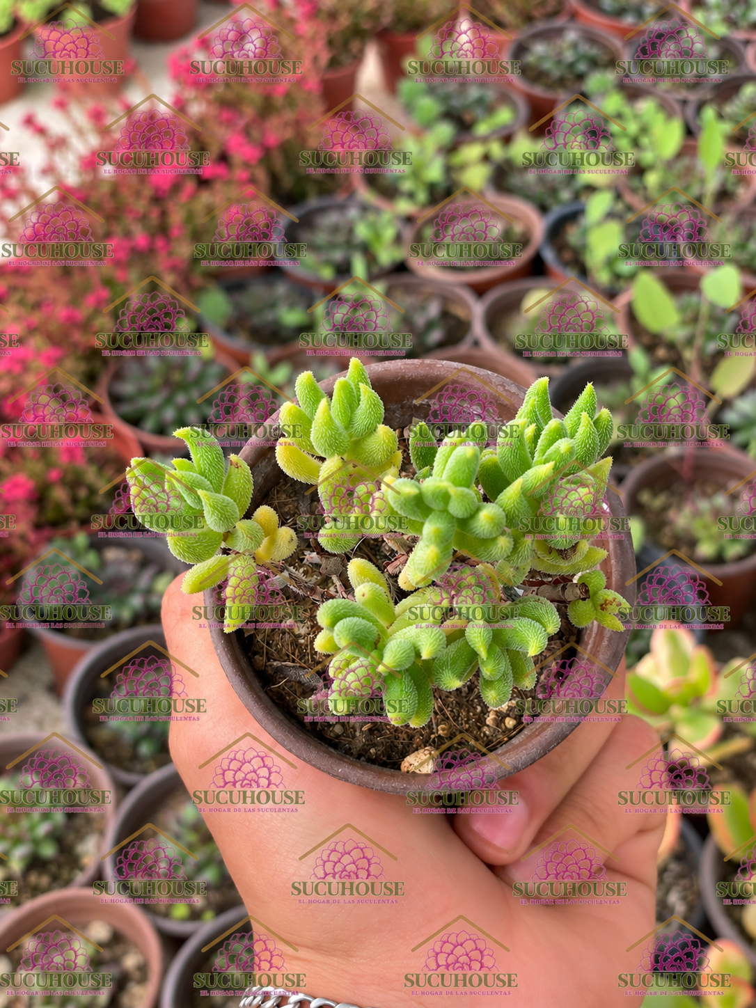 Crassula mesembryanthemoides