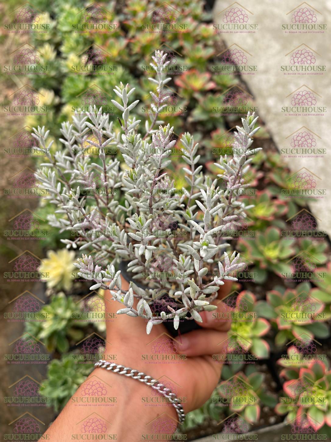 Crassula biplanata