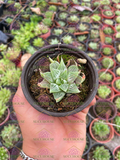 Haworthia retusa White Ghost
