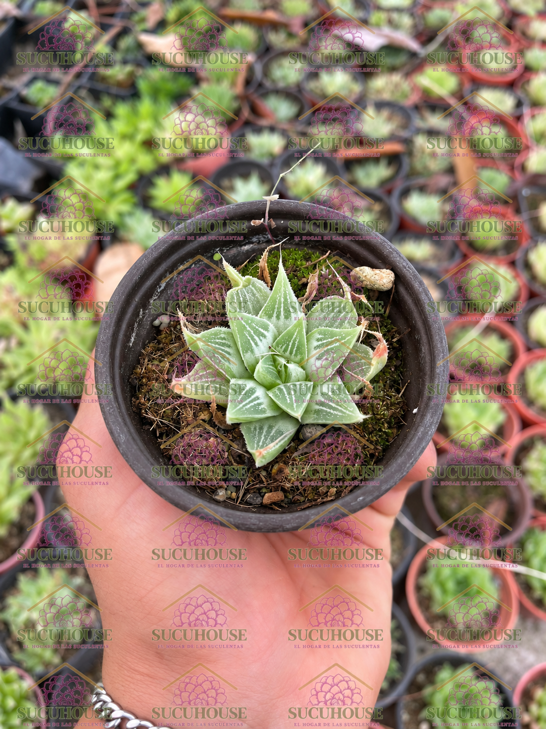 Haworthia retusa White Ghost