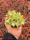 Crassula ovata variegada
