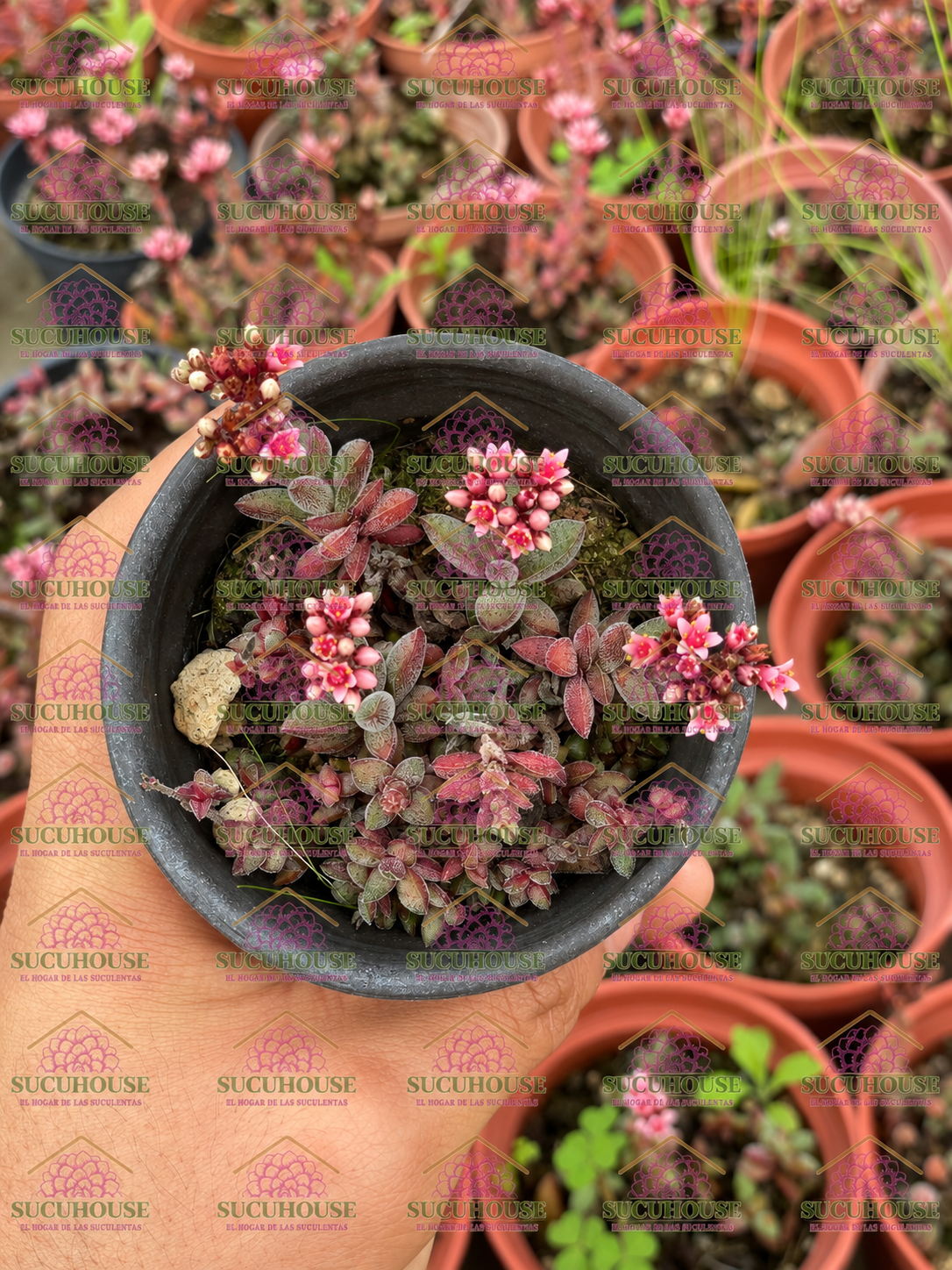 Crassula justi-corderoyi