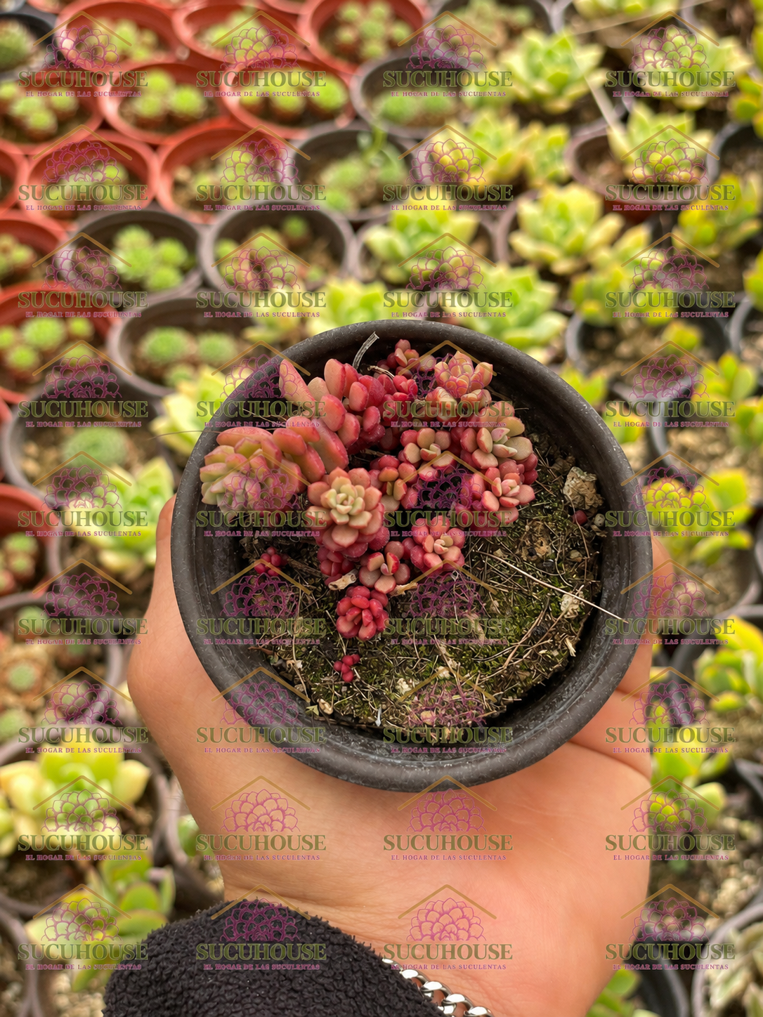 Sedum versadense