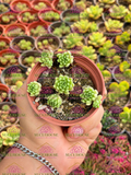 Sedum hirsutum