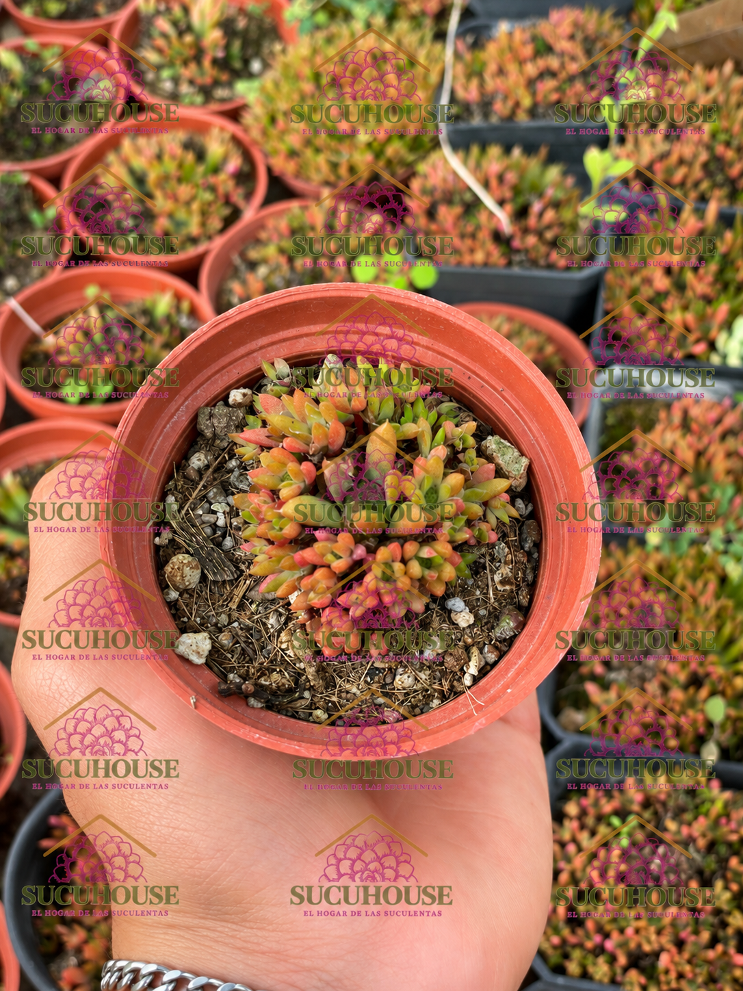 Orostachys japonica