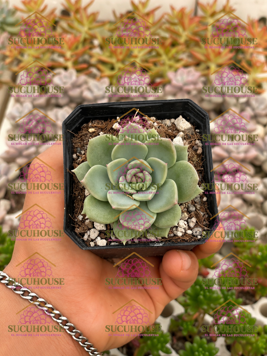 Crassula Spiralis Estagnol