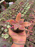Graptoveria Fred Ives
