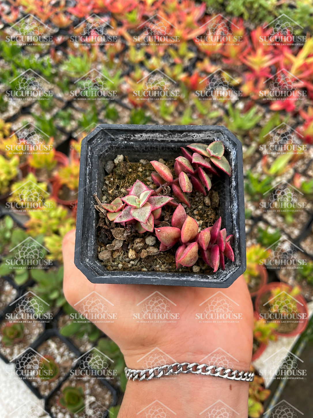 Crassula pellucida subsp. marginalis Variegata