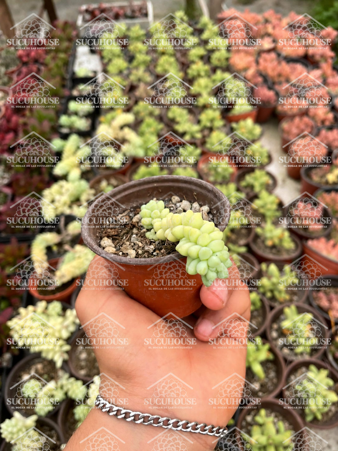 Sedum morganianum cola de borrego