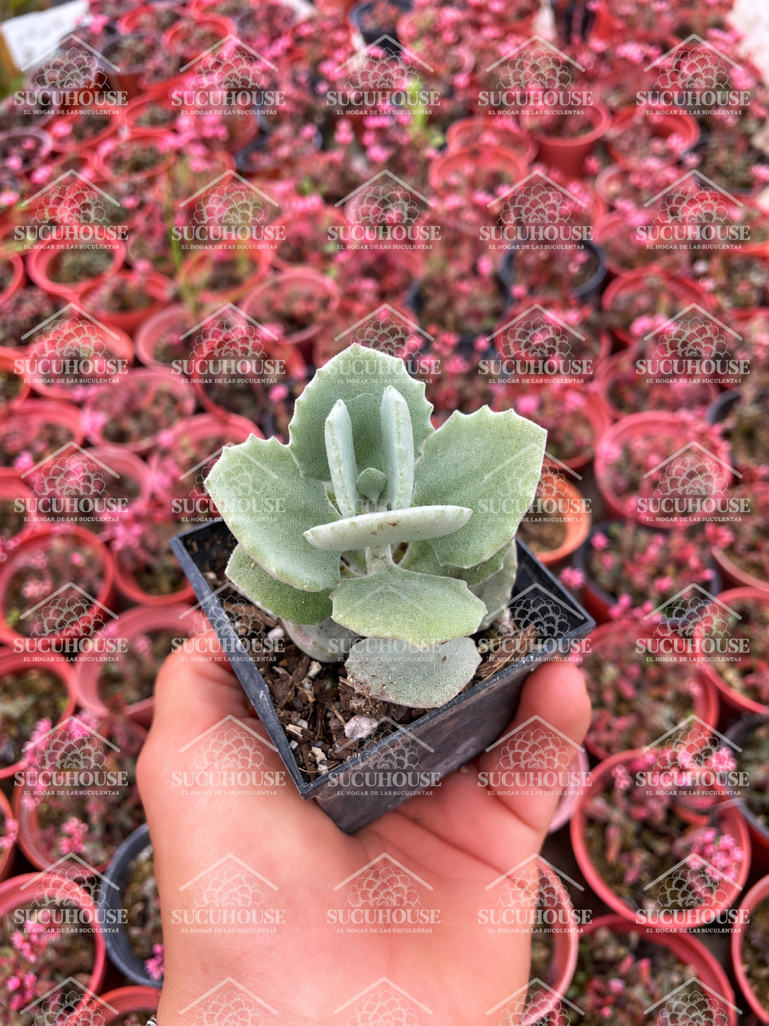 Kalanchoe millotii