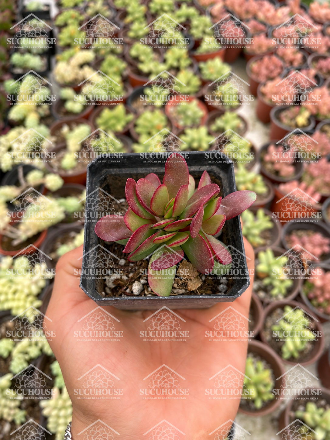 Crassula platyphylla