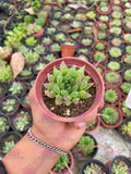 Haworthia cooperi butterfly