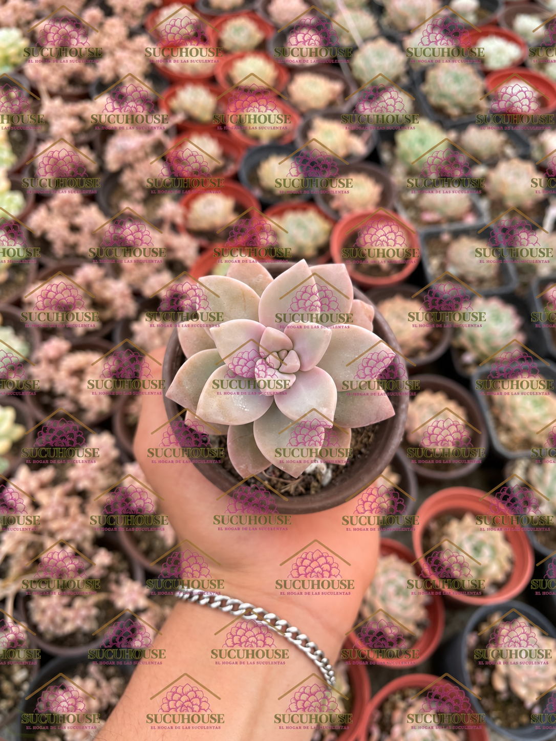 Graptosedum Ghosty