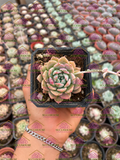 Echeveria prolifica