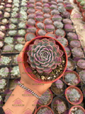 Echeveria tuxpanensis