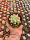 Sedum clavatum var. aurora blue