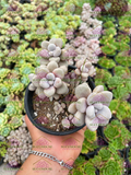Colonia 4' Graptopetalum Ellen