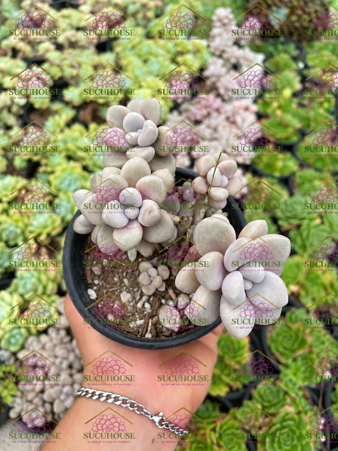 Colonia 4' Graptopetalum Ellen