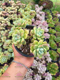 Colonia 4' sedum clavatum