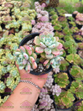 Colonia 4' Sedum clavatum Aurora blue