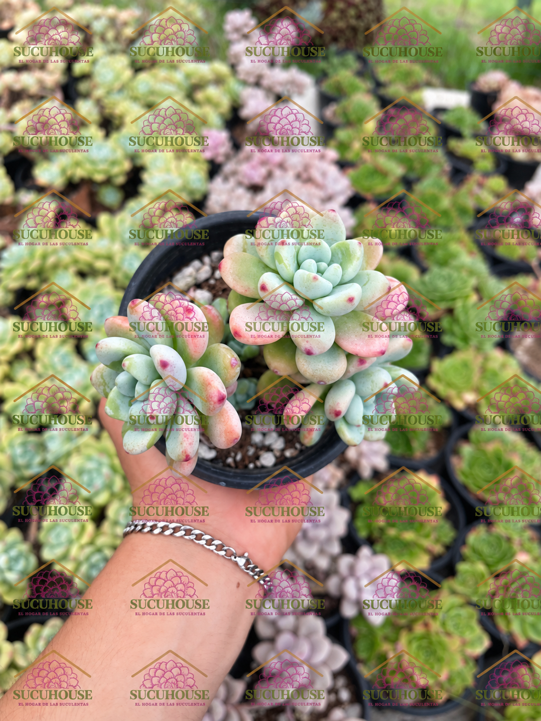 Colonia 4' Sedum clavatum Aurora blue