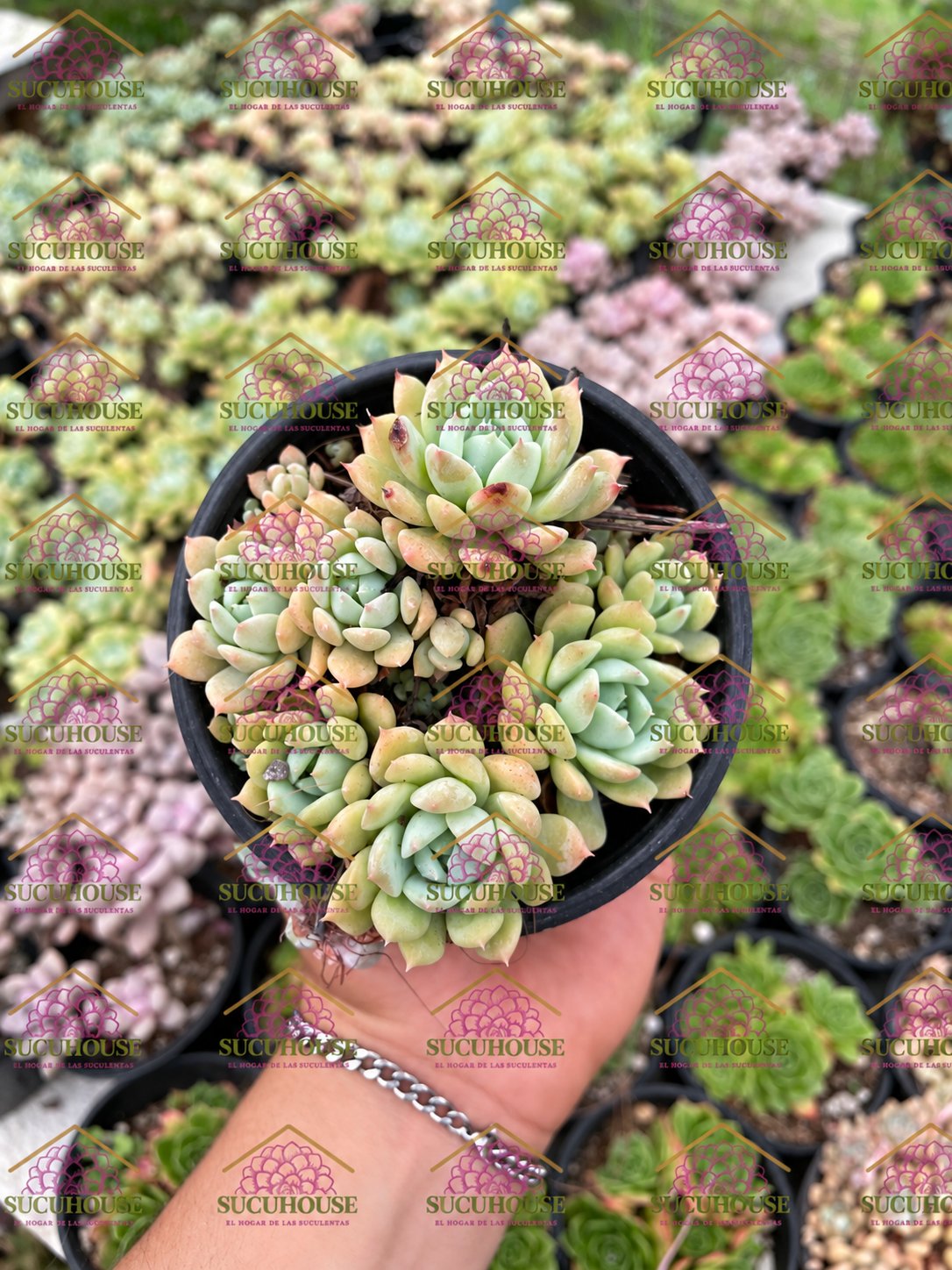 Colonia 4' Echeveria prolifica