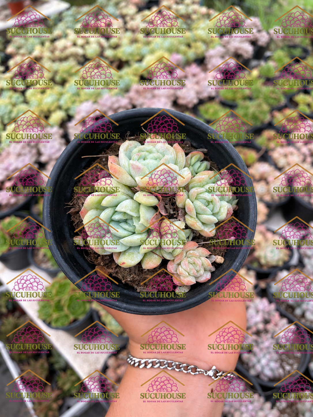Colonia Echeveria Arctic Ice M4'