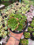 Colonia Sedeveria Letizia M4'