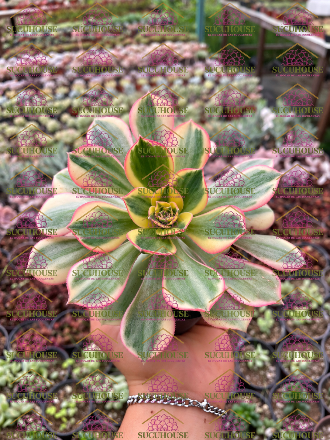 Aeonium Sunburst M4'