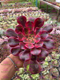 Aeonium Medusa M4'