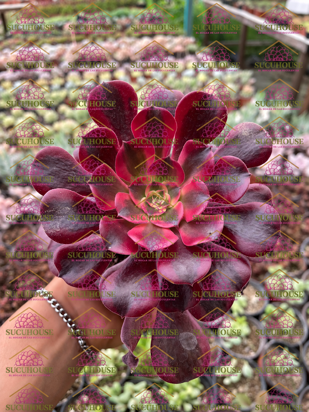 Aeonium Medusa M4'