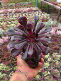 Aeonium arboreum M4'