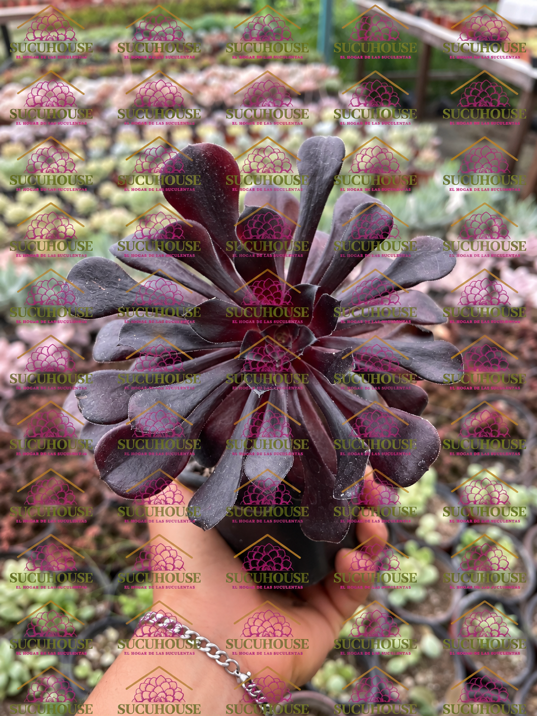 Aeonium arboreum M4'