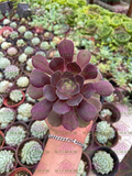 Aeonium Blushing Beauty M4'