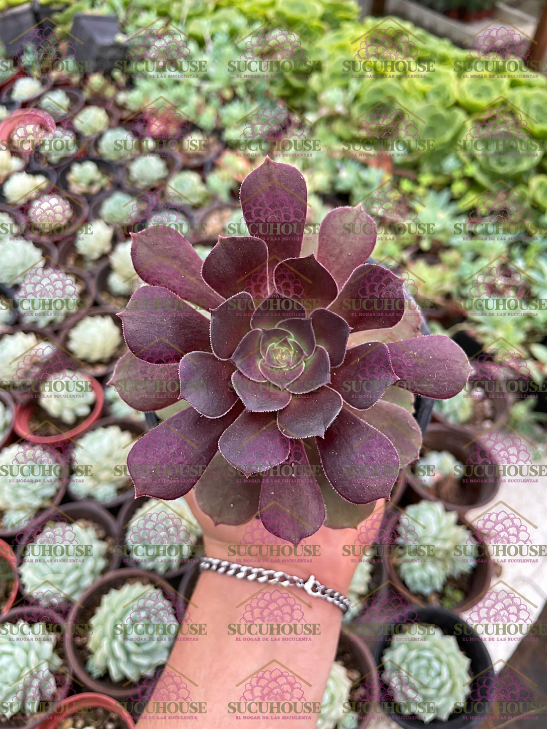 Aeonium Blushing Beauty M4'