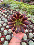 Aeonium Superbang M4'