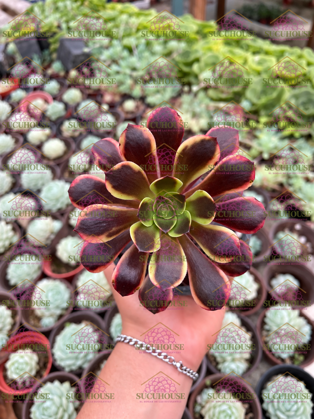 Aeonium Superbang M4'