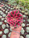Aeonium Pink Witch M4'
