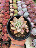 Echeveria grosso Blue Balloon
