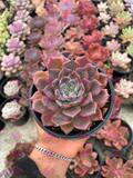 Echeveria Violet Prince