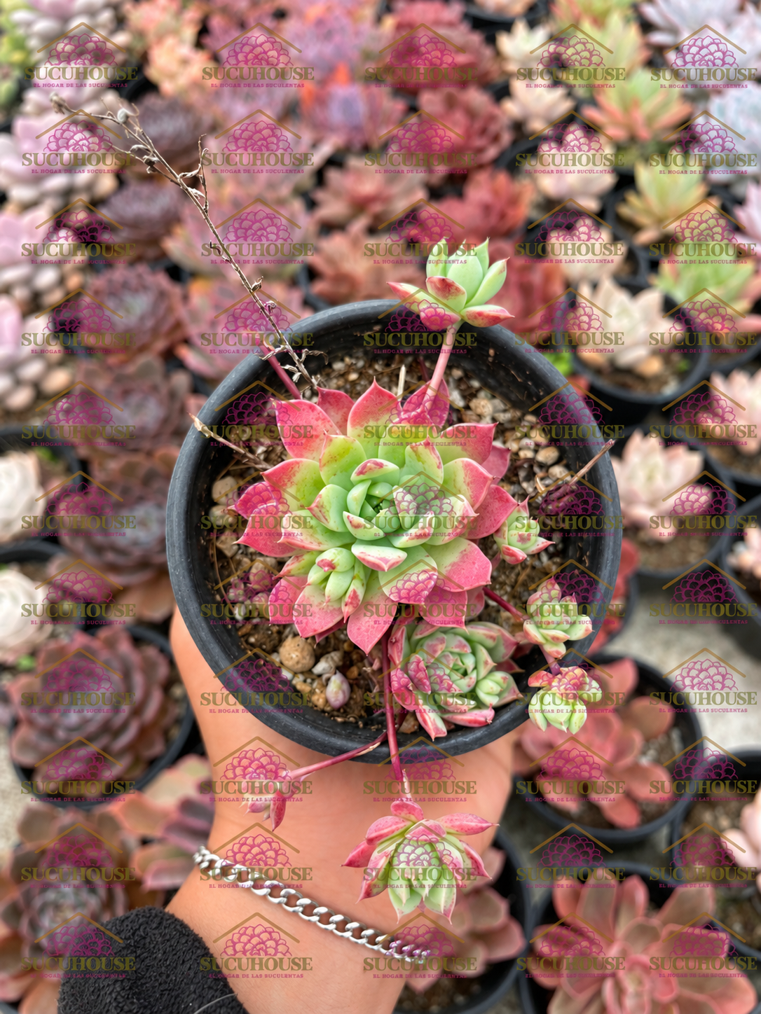 Graptopetalum macdougallii