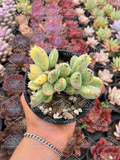 Cotyledon tomentosa variegata