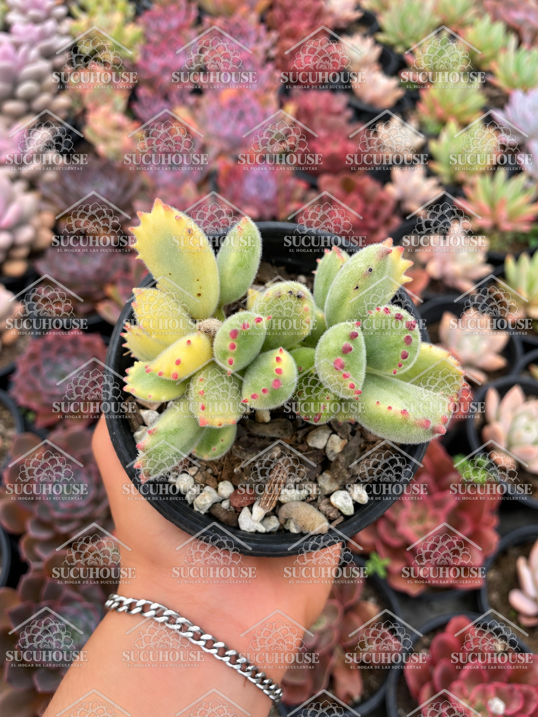 Cotyledon tomentosa variegata