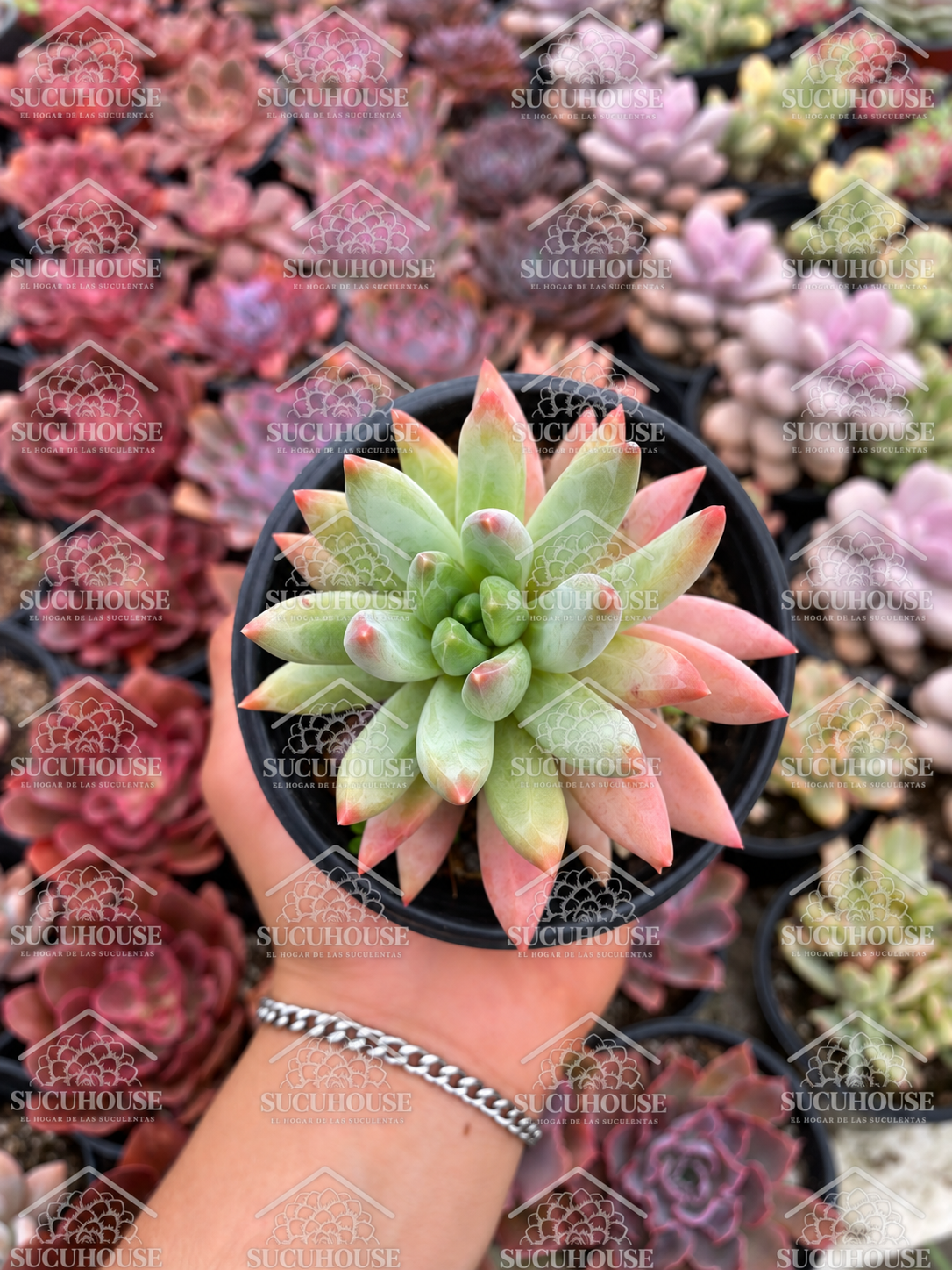 Pachyphytum hookeri