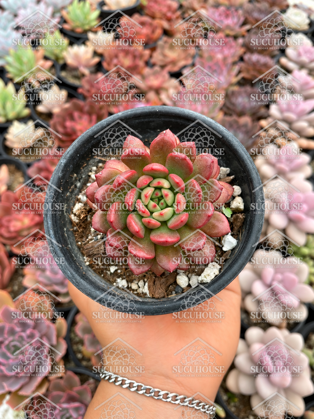 Graptoveria Bashful