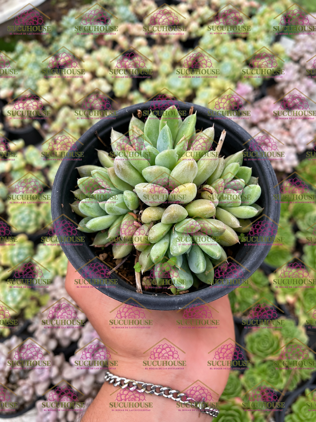 Colonia 4' Echeveria tolimanensis var